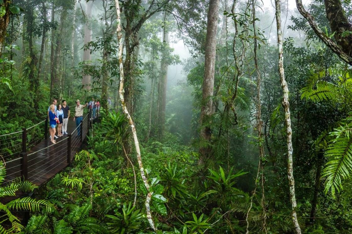 Skyrail Guided Tour