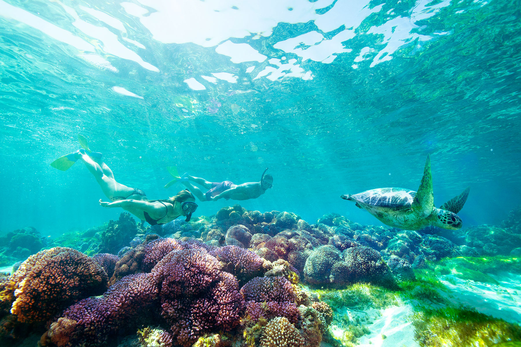 Coral Reef at Fitzroy Island