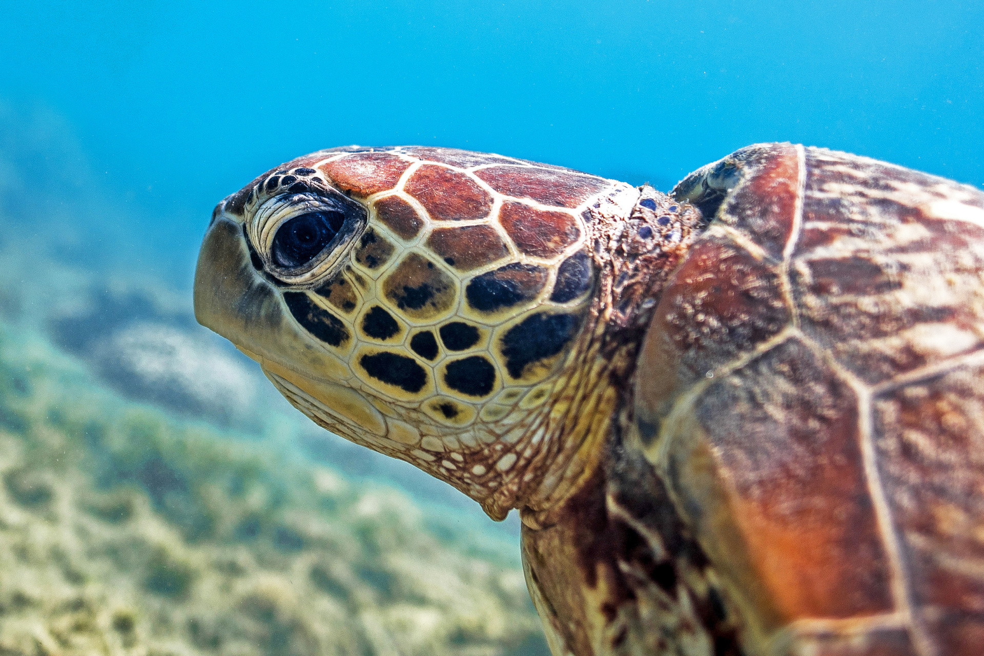 Turtle at Fitzroy Island