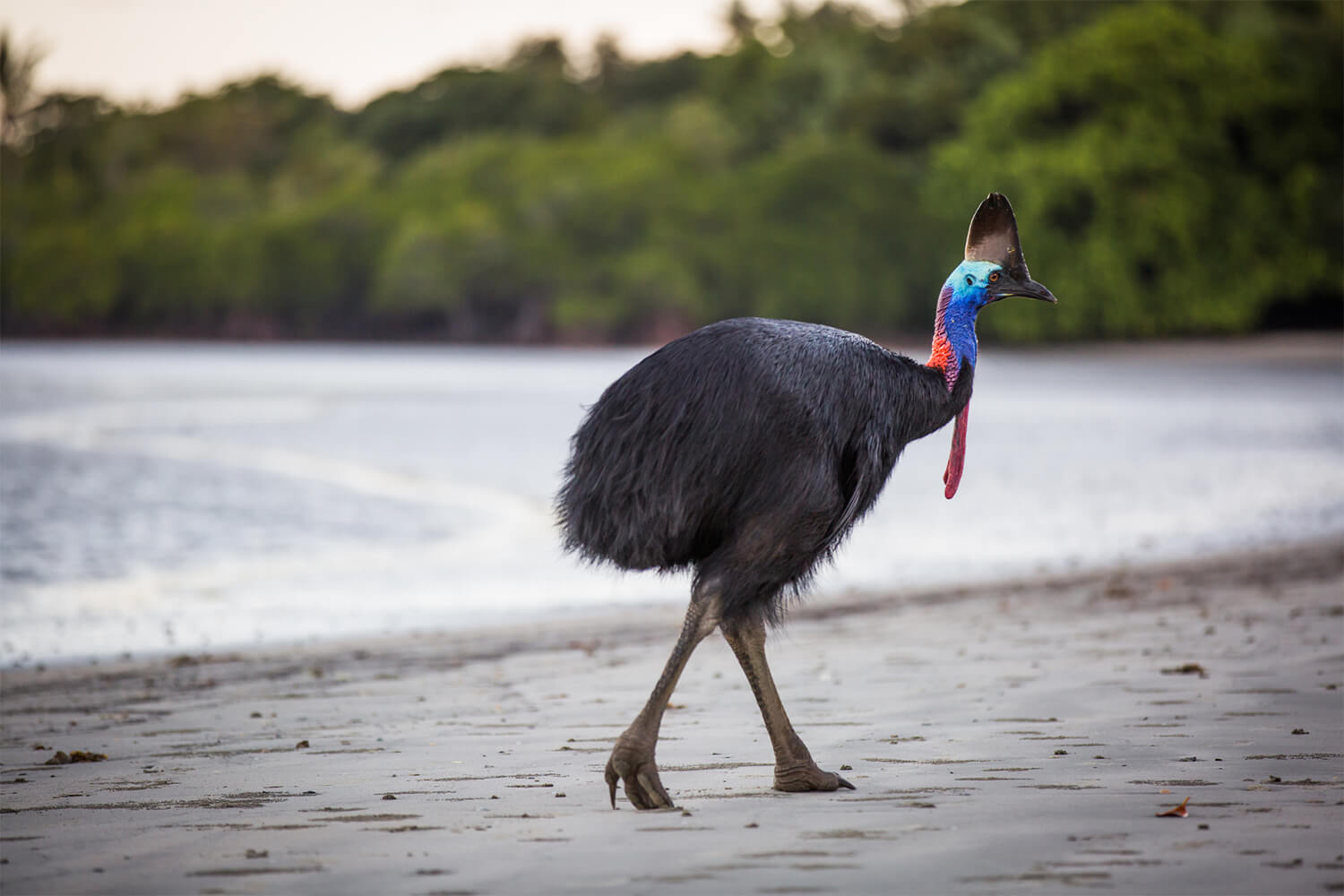 rainforest tours cairns