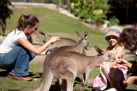 A group of people feeding a Kangaroo in a wildlife park.