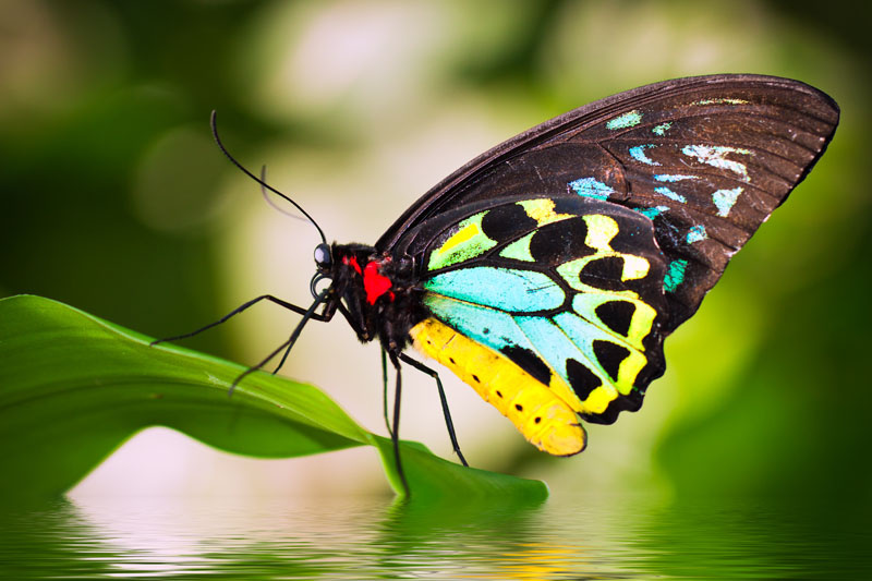 Australia Butterfly Sanctuary