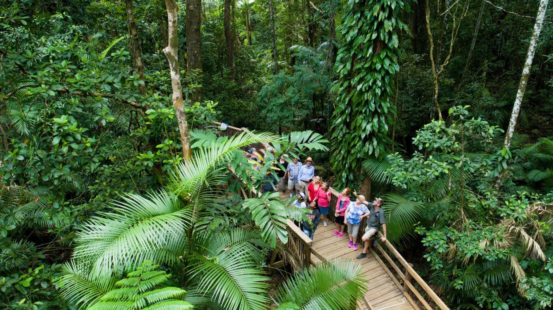 Daintree Rainforest Boardwalk