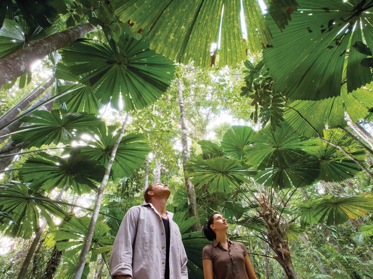 Daintree Rainforest Walks