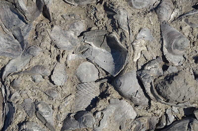 Fossil Cliffs