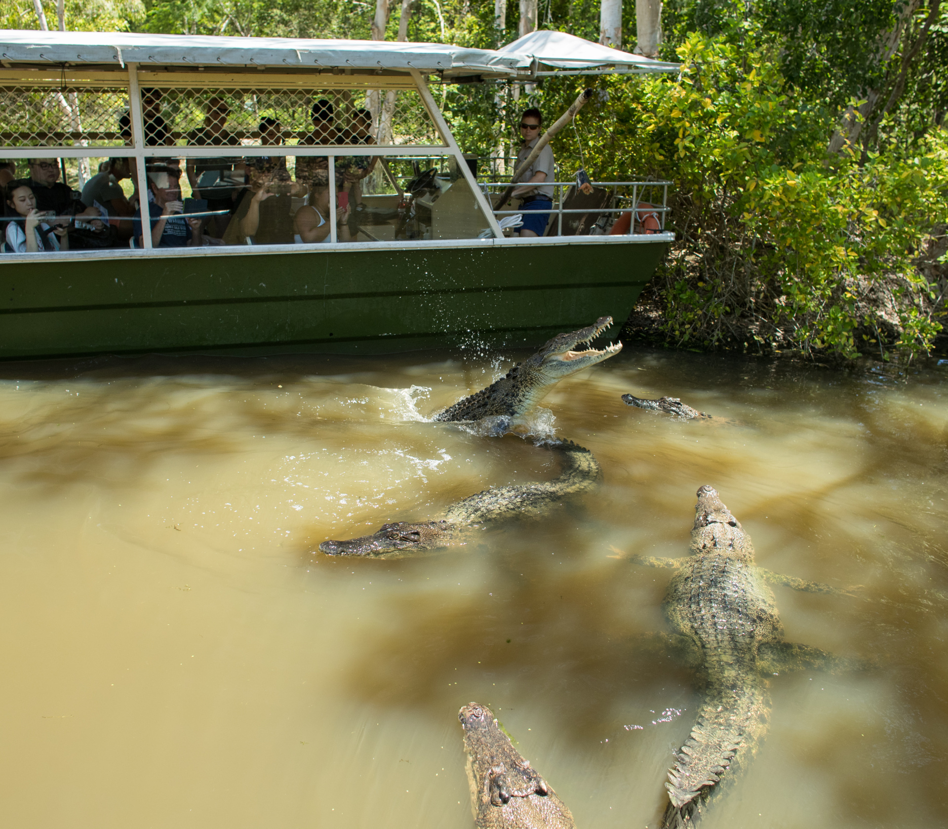 Hartley's Crocodile Adventures