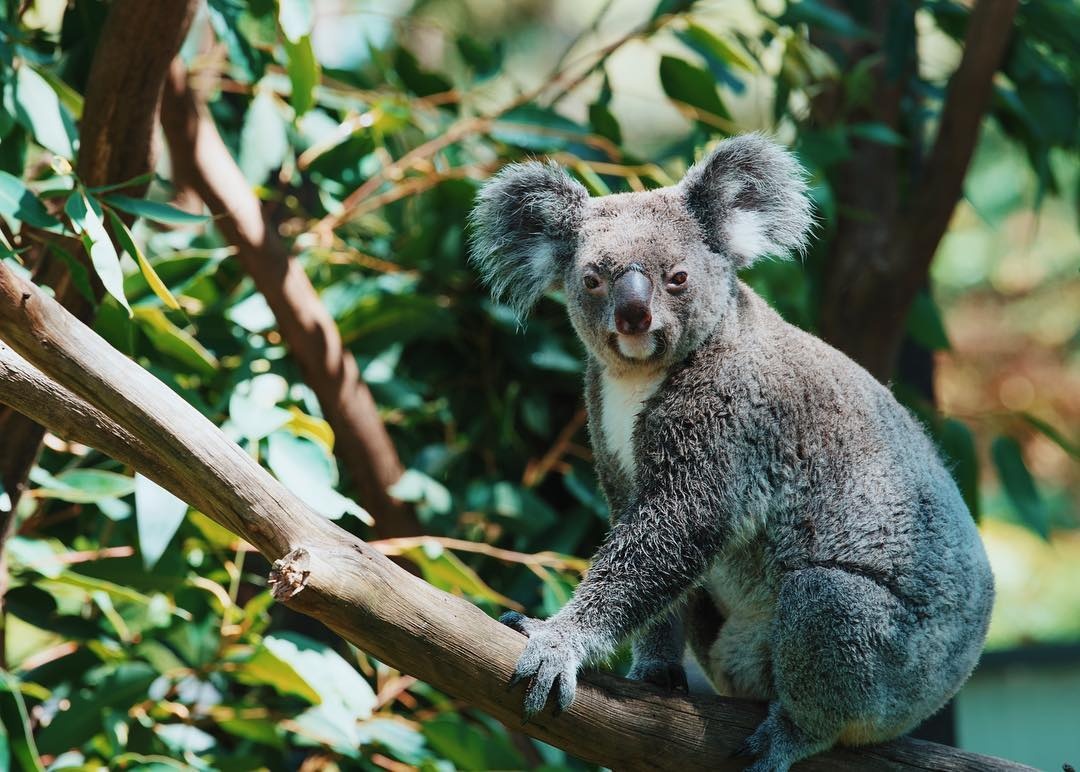 Kuranda Koala Gardens