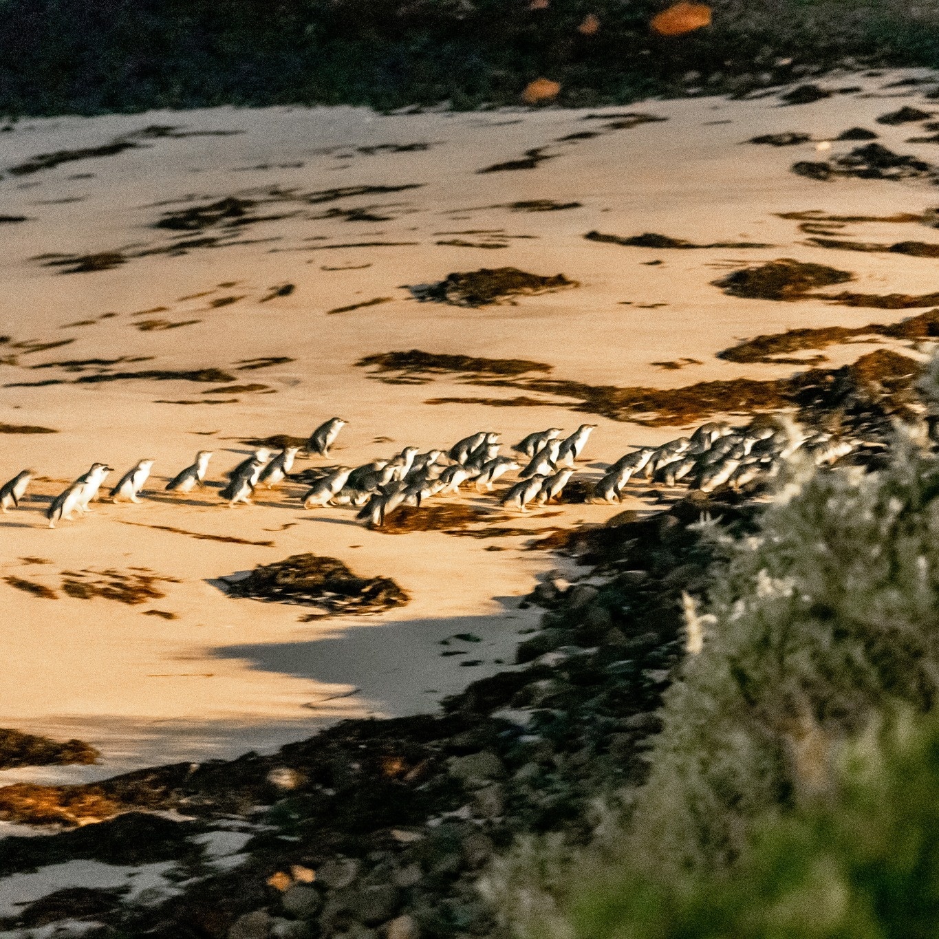 Penguin Parade Phillip Island