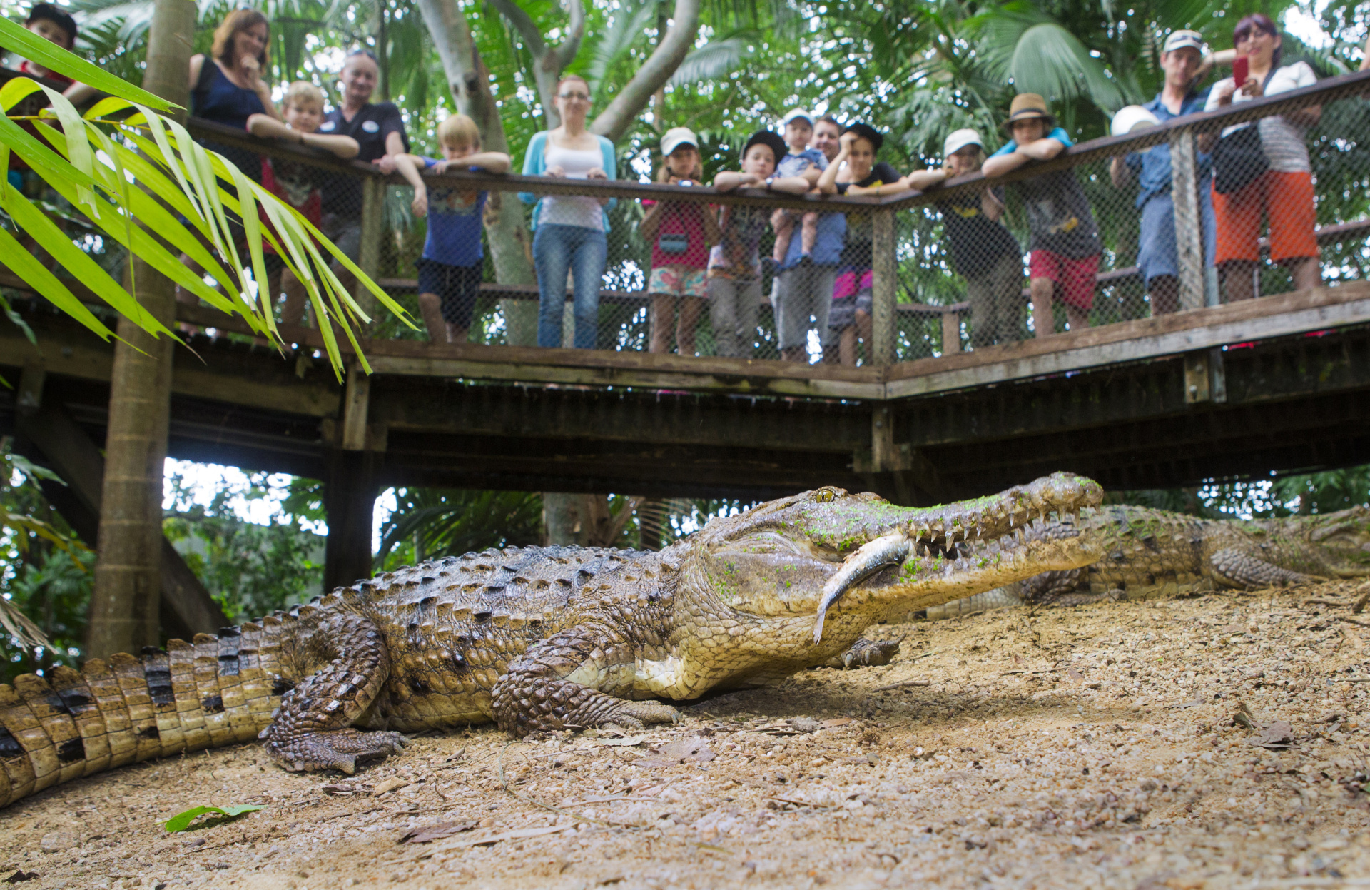 Wildlife Habitat Port Douglas