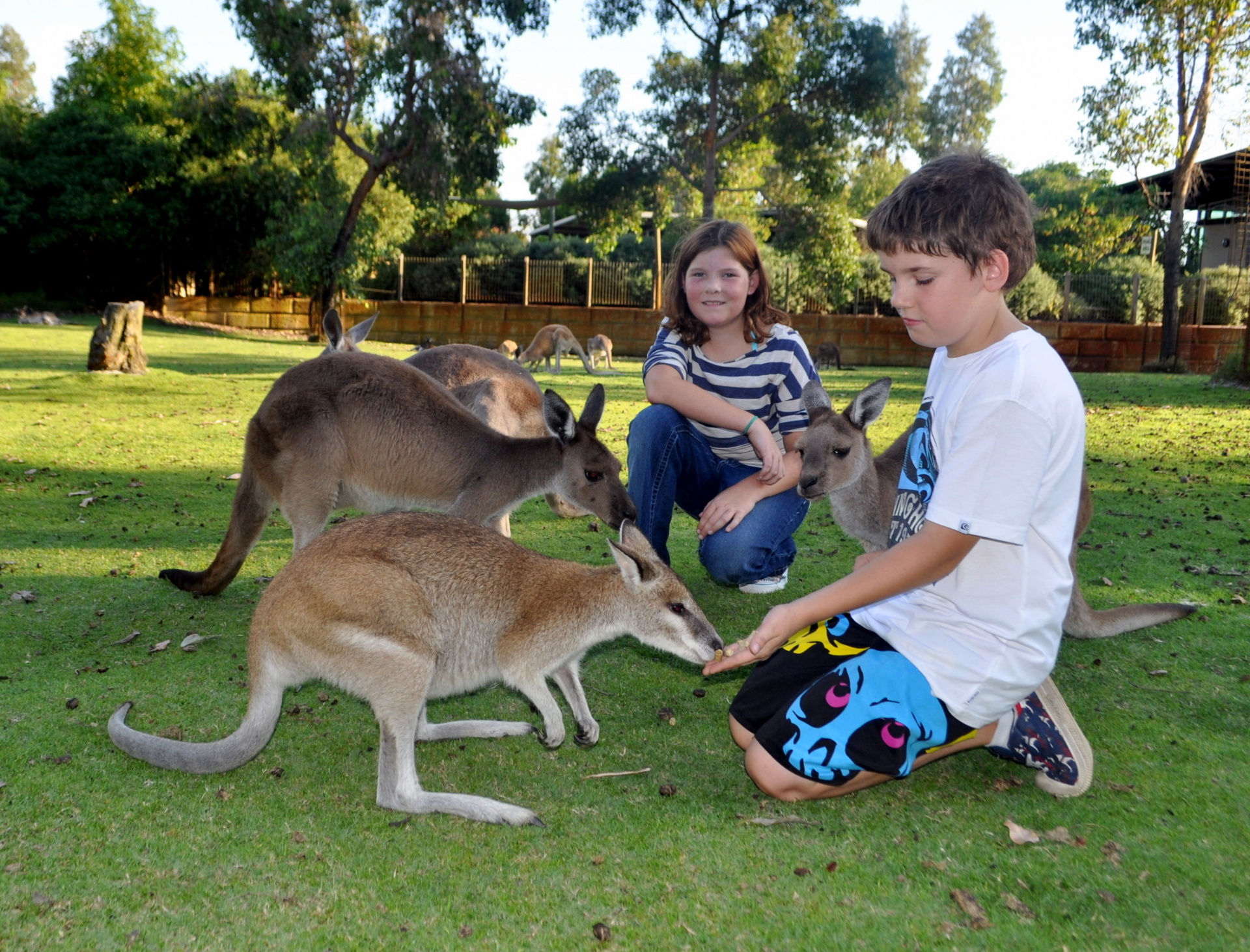 Penguin Island and Caversham Wildlife Park Day Trip From Perth Tourism Town The Tourism