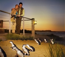 Penguin Parade Phillip Island