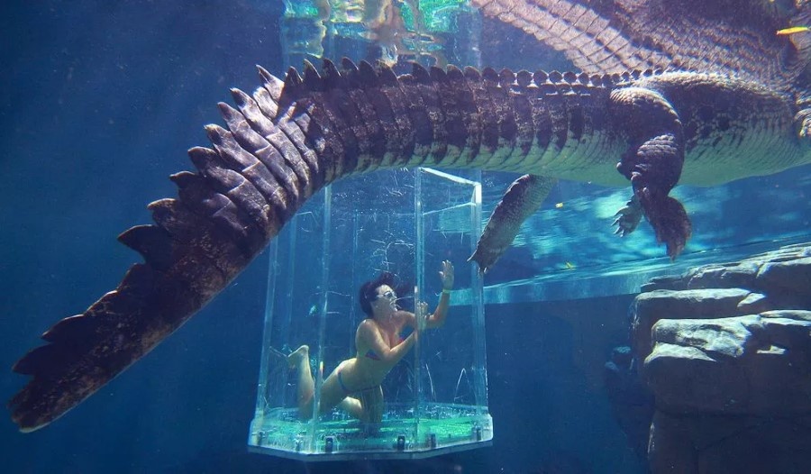 https://www.tourismtown.com/images/integration-products/4/crocosaurus-cove-swim-with-a-cro-84557_900x526.jpeg