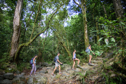 rainforest tour cairns