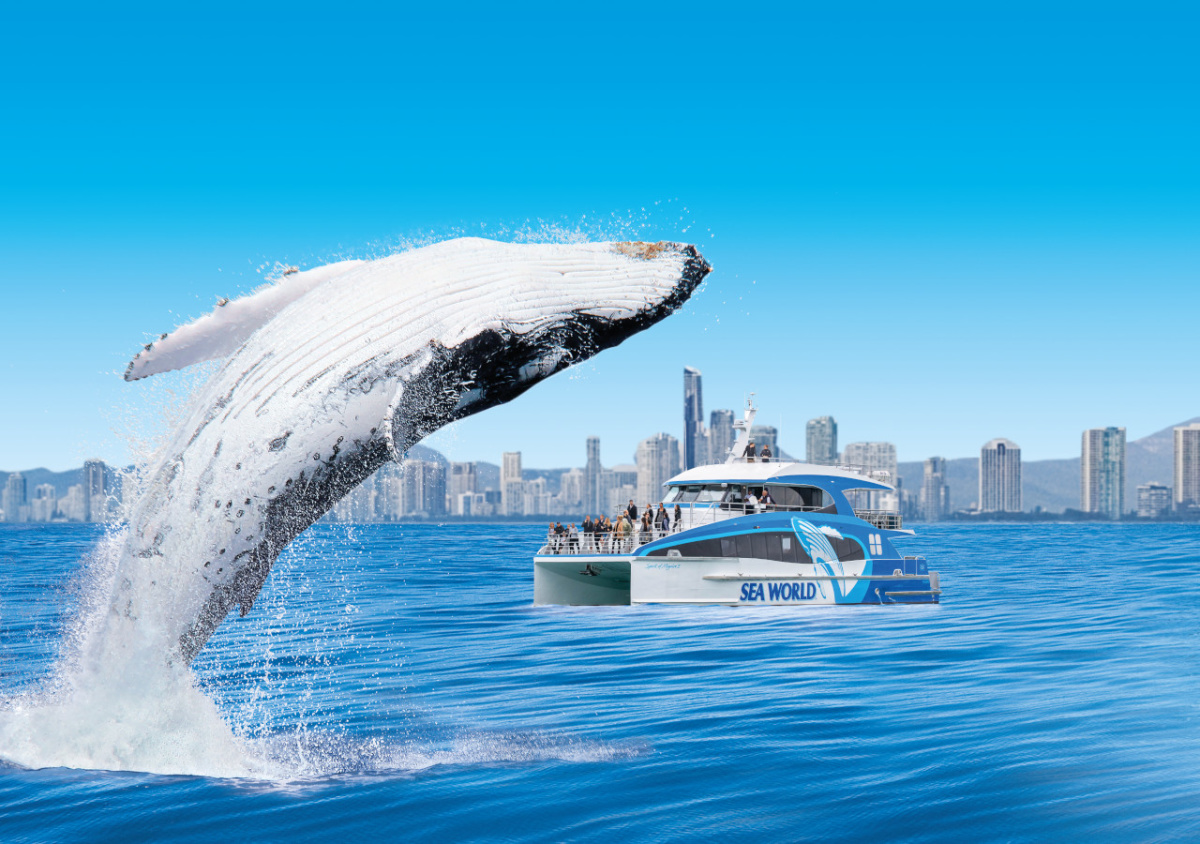 Gold Coast Whale Watching Cruise from Sea World