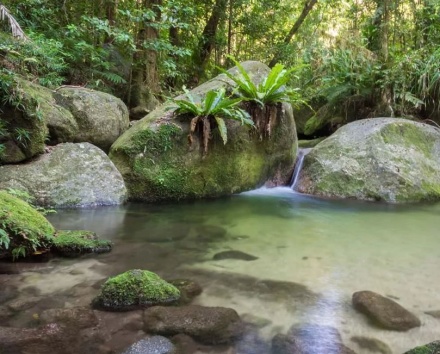 rainforest tours cairns