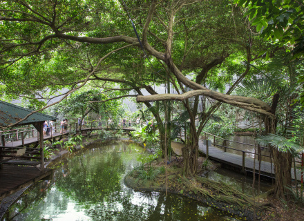 rainforest tours cairns