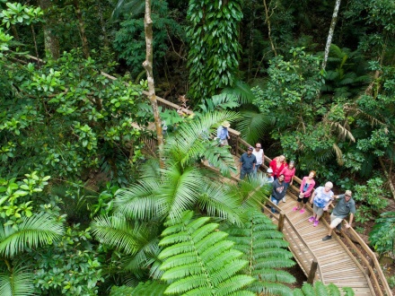 daintree rainforest tourism impacts