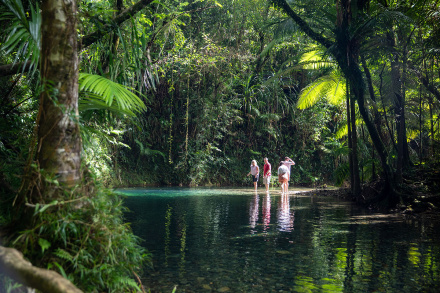 daintree rainforest 4wd tour