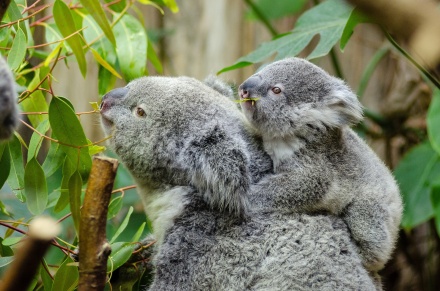 kuranda skyrail scenic railway and rainforestation day tour