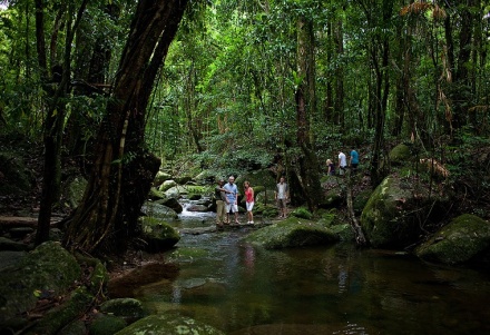 daintree rainforest 4wd tour