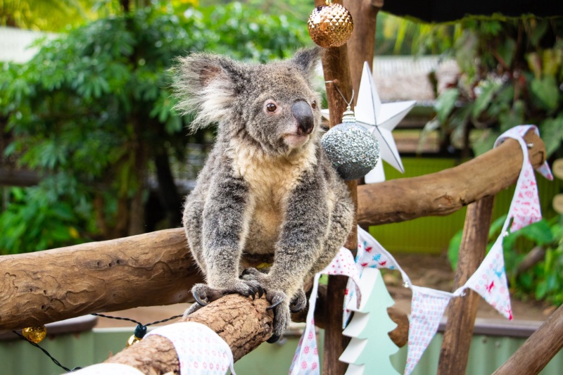 koala Archives - Rainforestation Nature Park