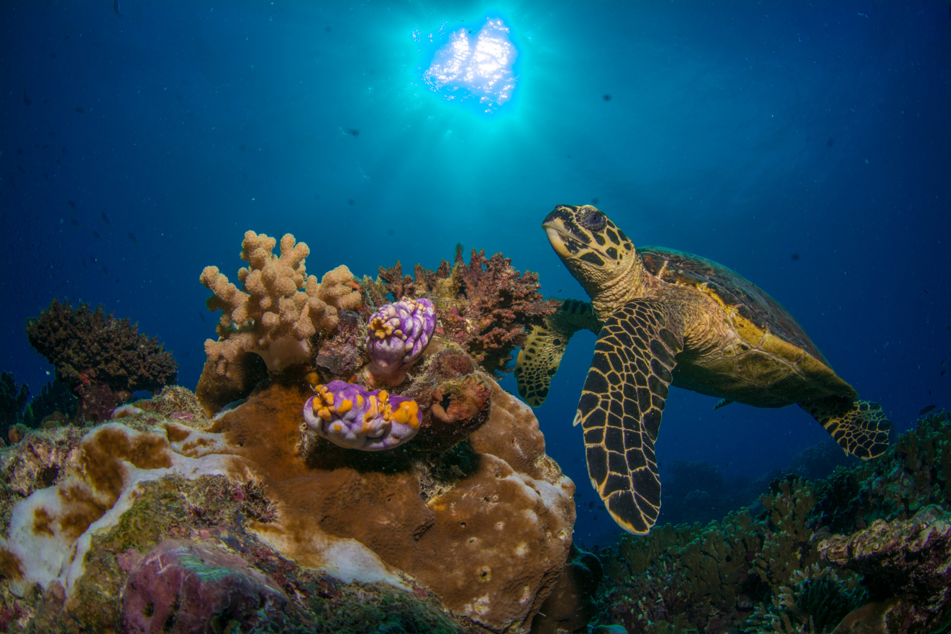 lots of turtles call these reefs home