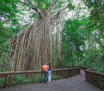 Visit the 500-year-old Curtain Fig Tree