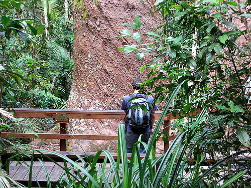 Lake Barrine Red Cedars