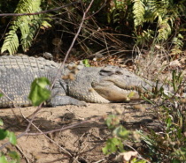 Saltwater Crocodile near Daintree River mouth October 2009