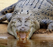 4.2 Metre Saltwater Crocodile close to Daintree Village