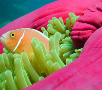 Outer Reef Marine Life
