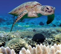 Green Island Turtle