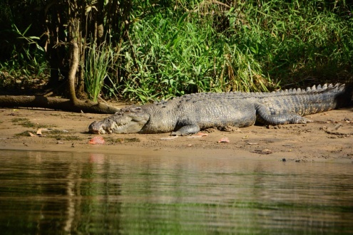 Crocodille Daintree River Cruise