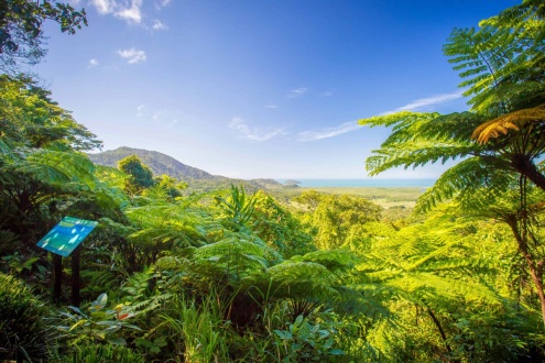 Daintree Rainforest