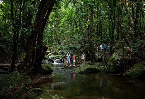 Daintree Rainforest Tour