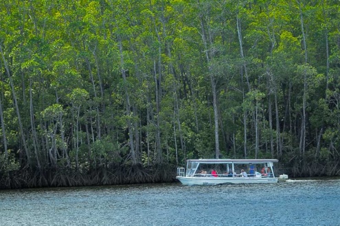 Daintree River Wildlife & Crocodile Cruises