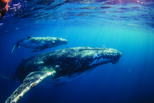 Swim with Humpback Whales Tour (July - Oct)