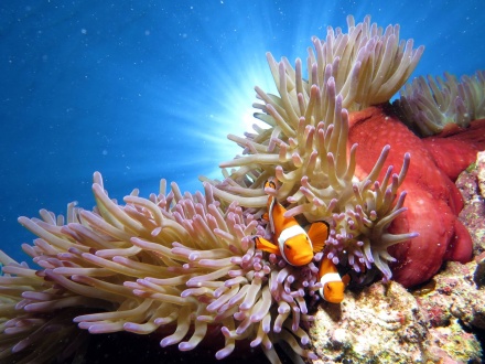 Clown fish on The Great Barrier Reef