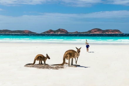2 kangaroos on the beach with the ocean in the back round