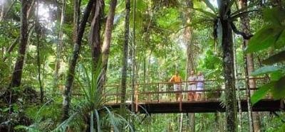 Cape Tribulation & Daintree Rainforest Tour