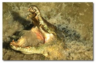 Your Wildlife Experience