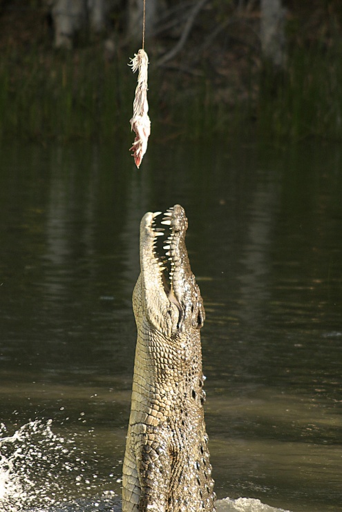 Hartley's Crocodile Adventures