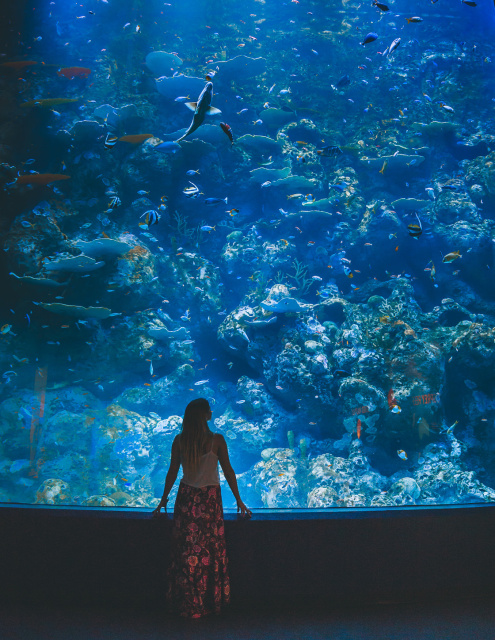 Cairns Aquarium