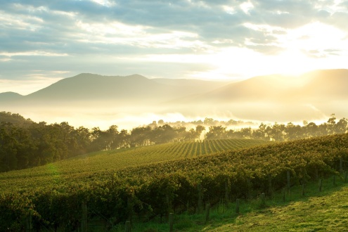 Yarra Valley Wineries