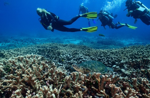 Sunshine Coast Local Reefs