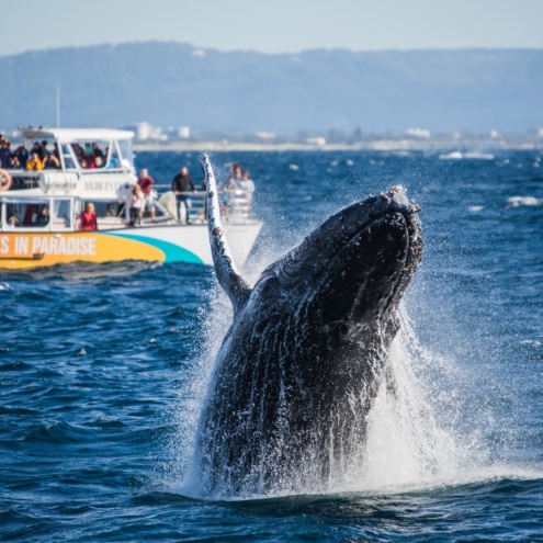 Half Day Whale Watching Cruise from Surfers Paradise
