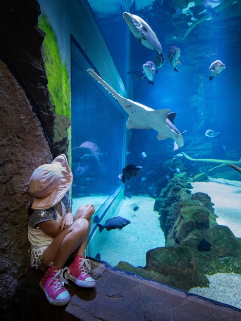 Cairns Aquarium Event times
