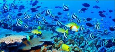 All inclusive reef trip