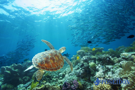 Green Sea Turtle on the reef.
