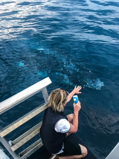 Whales in Paradise Gold Coast